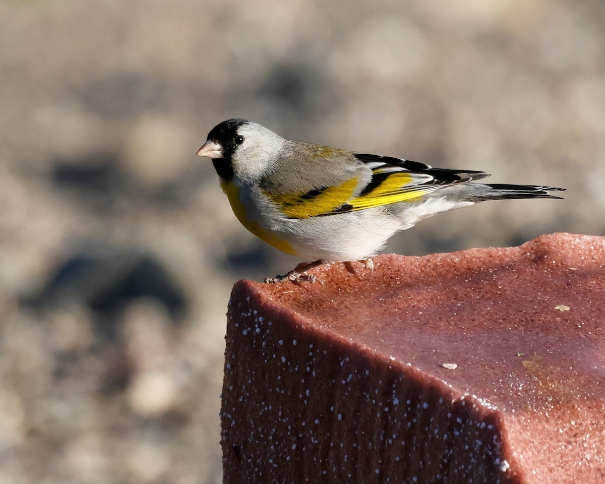Lawrence's Goldfinch - ML619312920