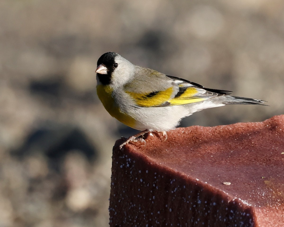 Lawrence's Goldfinch - ML619312921