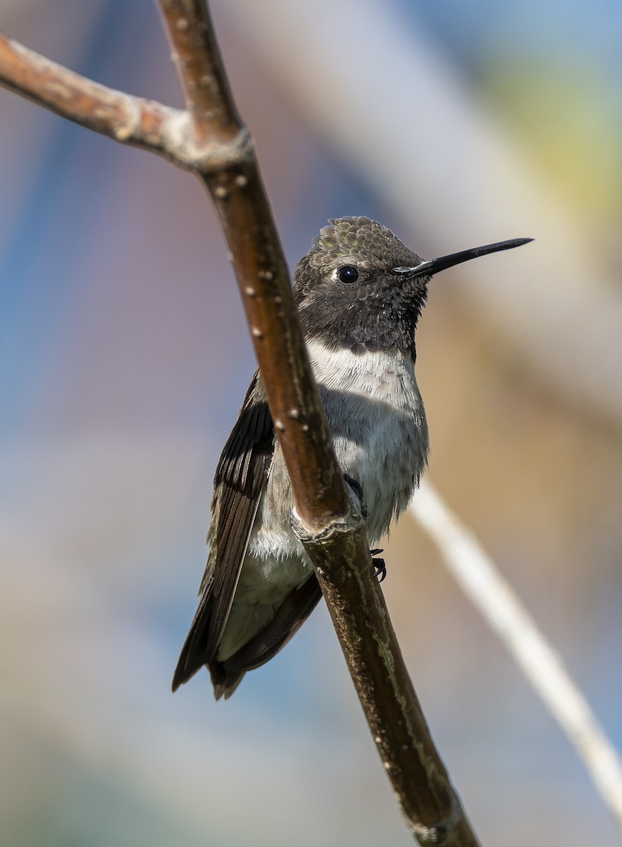 Black-chinned Hummingbird - ML619312923