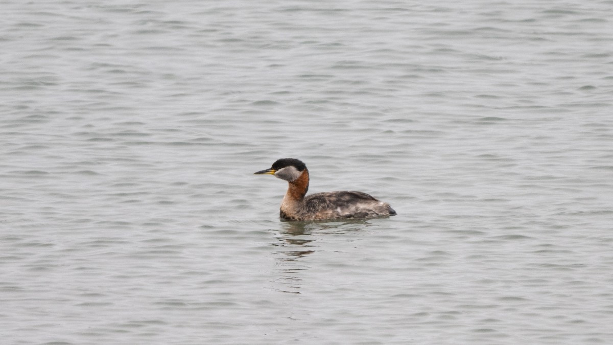 Red-necked Grebe - ML619312936