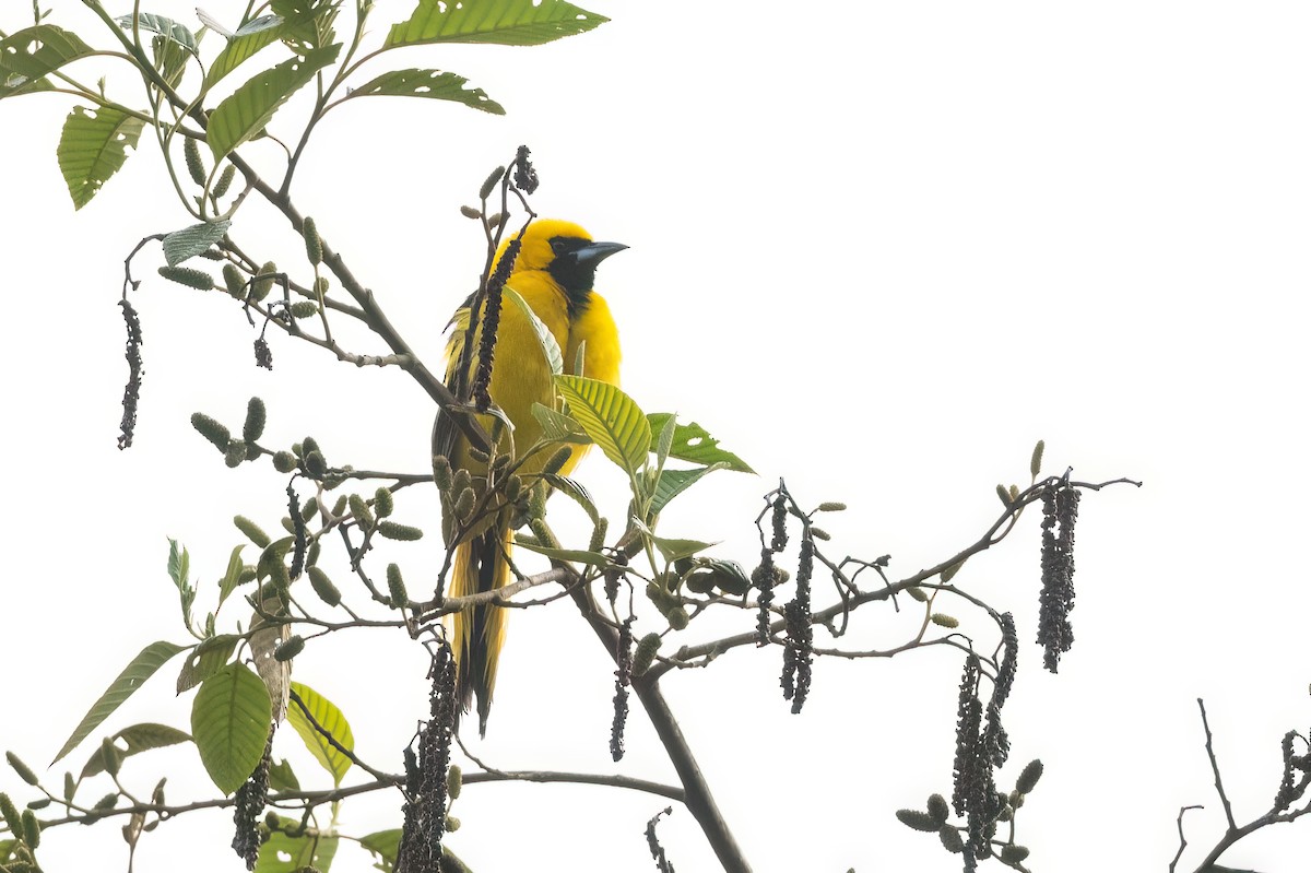 Yellow-tailed Oriole - ML619313000