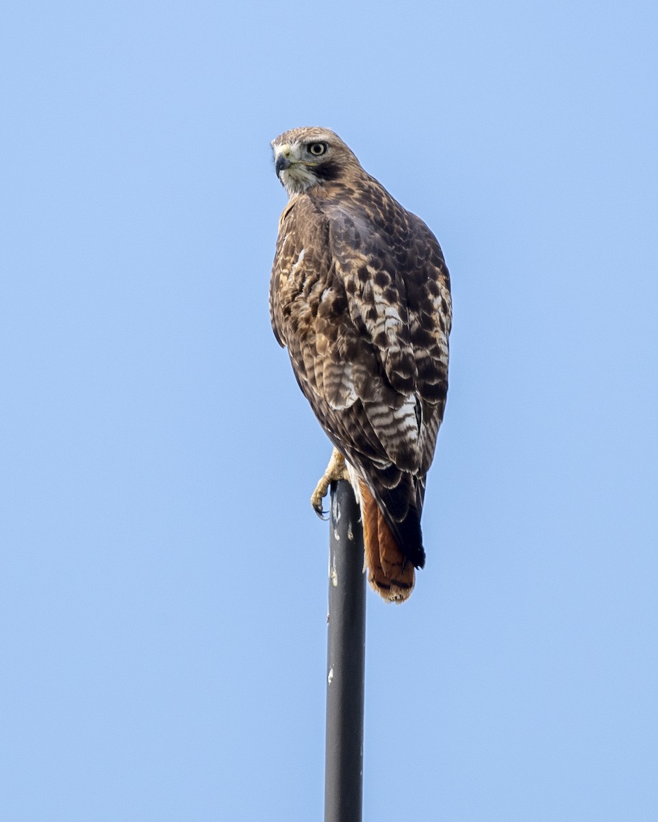 Red-tailed Hawk - ML619313010