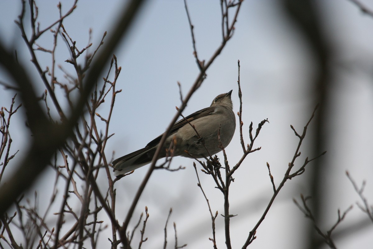 Townsend's Solitaire - ML619313013