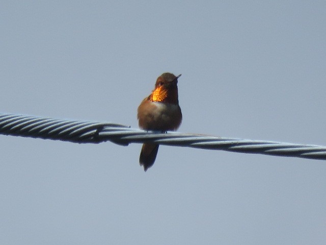Rufous Hummingbird - ML619313014