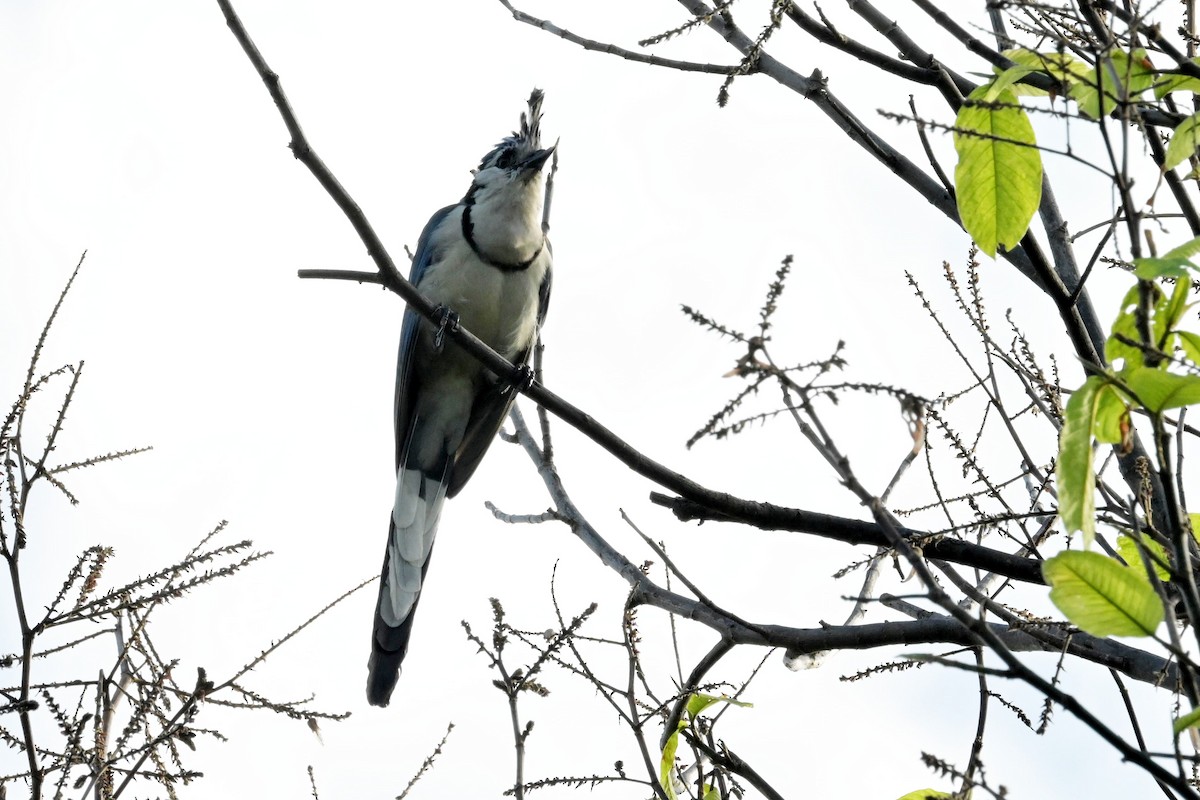 White-throated Magpie-Jay - ML619313020