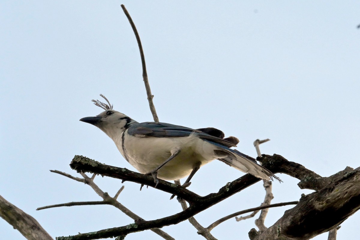 White-throated Magpie-Jay - ML619313035