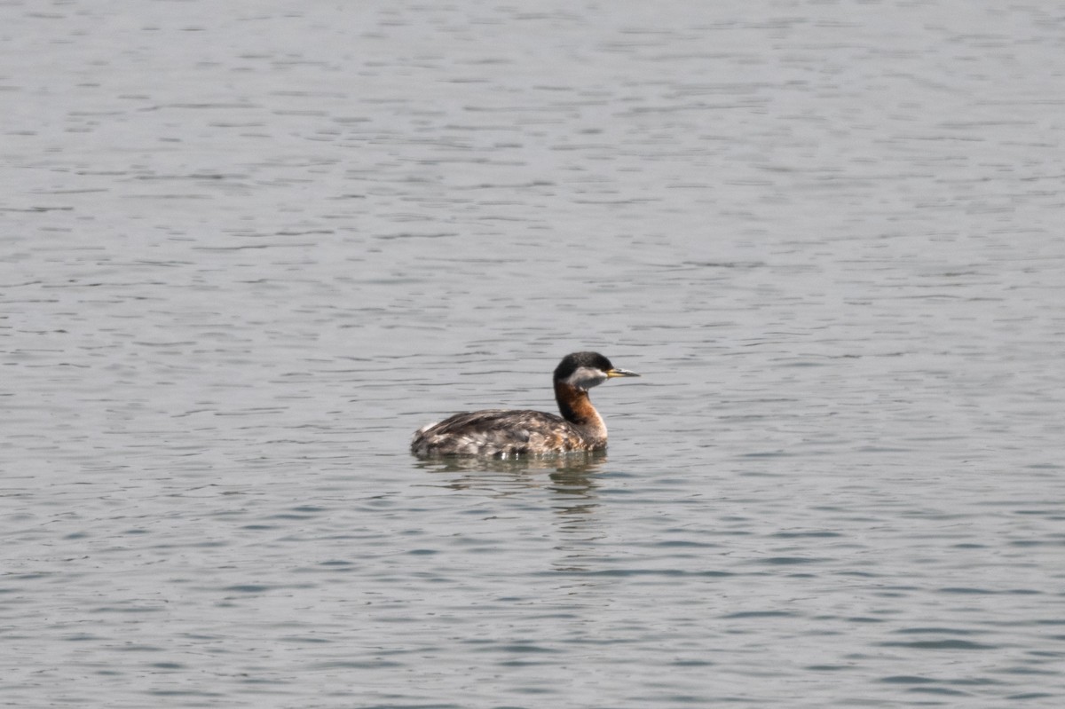 Red-necked Grebe - ML619313105