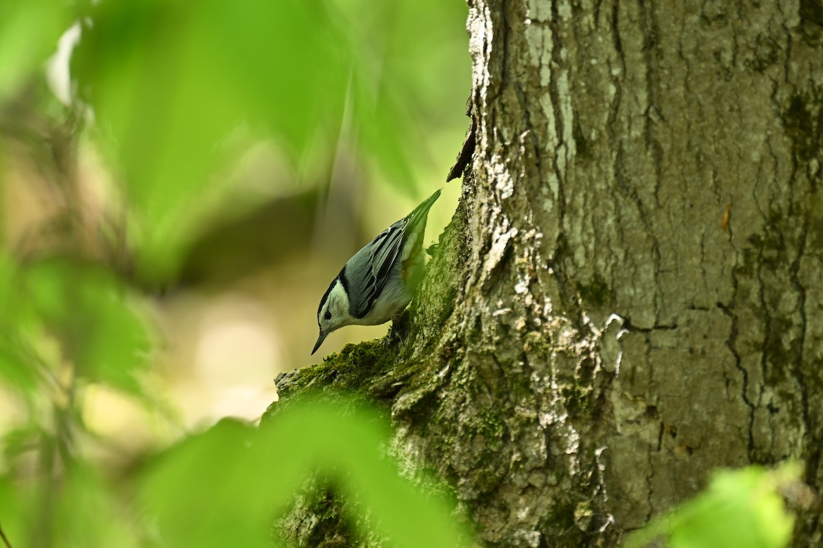 White-breasted Nuthatch - ML619313143
