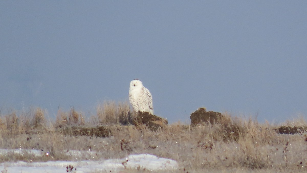 Snowy Owl - ML619313147