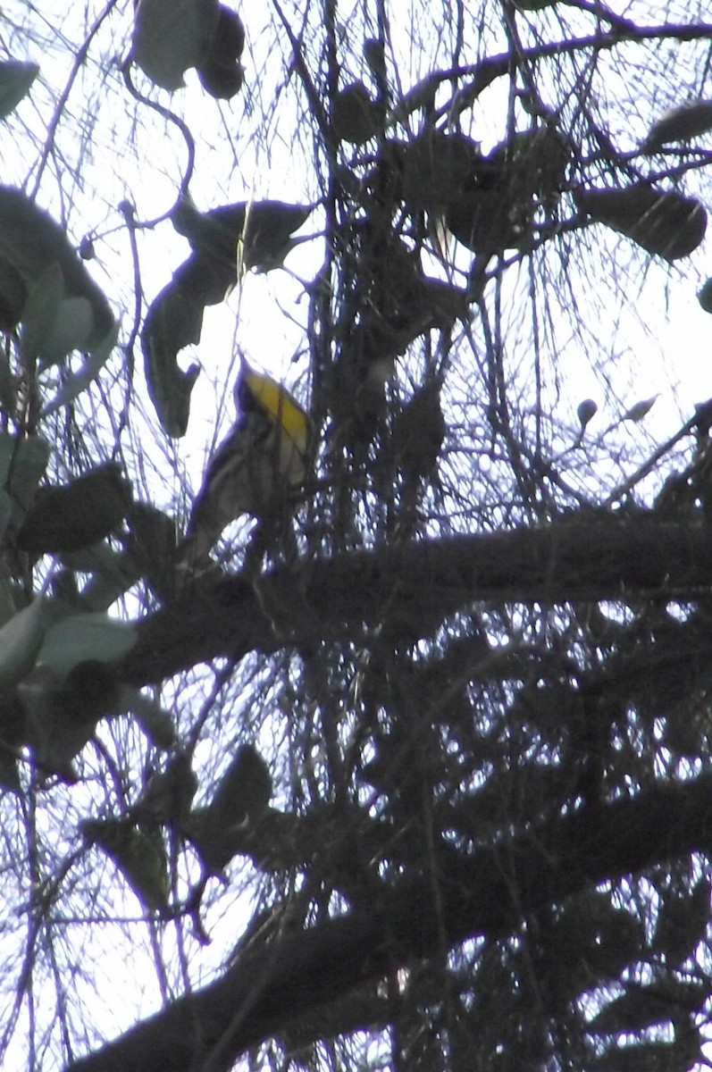 Yellow-throated Warbler - ML619313240