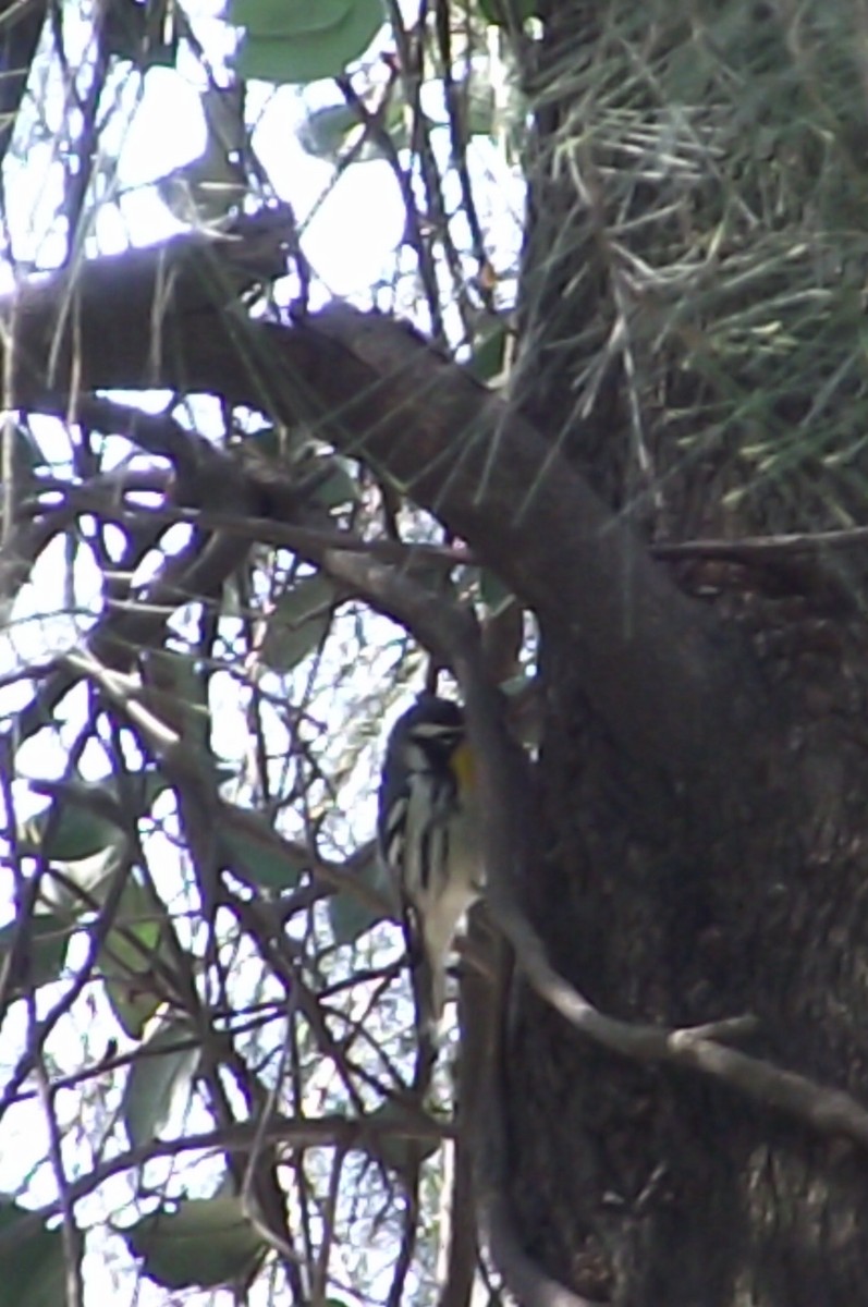 Yellow-throated Warbler - ML619313241