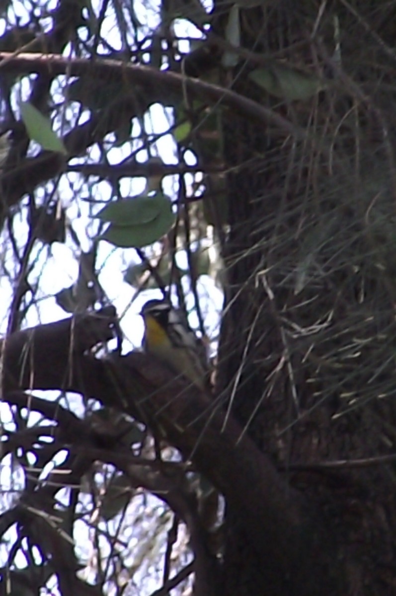 Yellow-throated Warbler - ML619313242