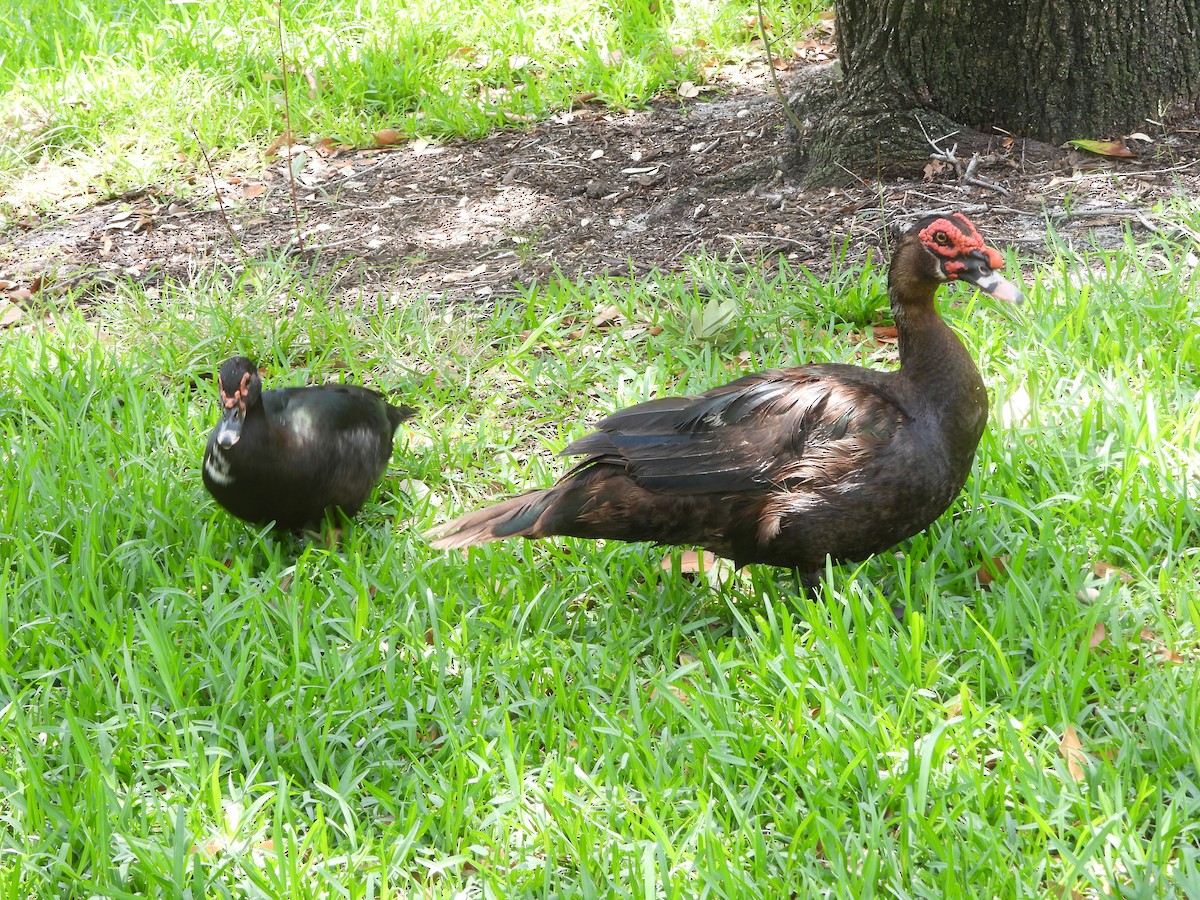 Muscovy Duck (Domestic type) - ML619313267