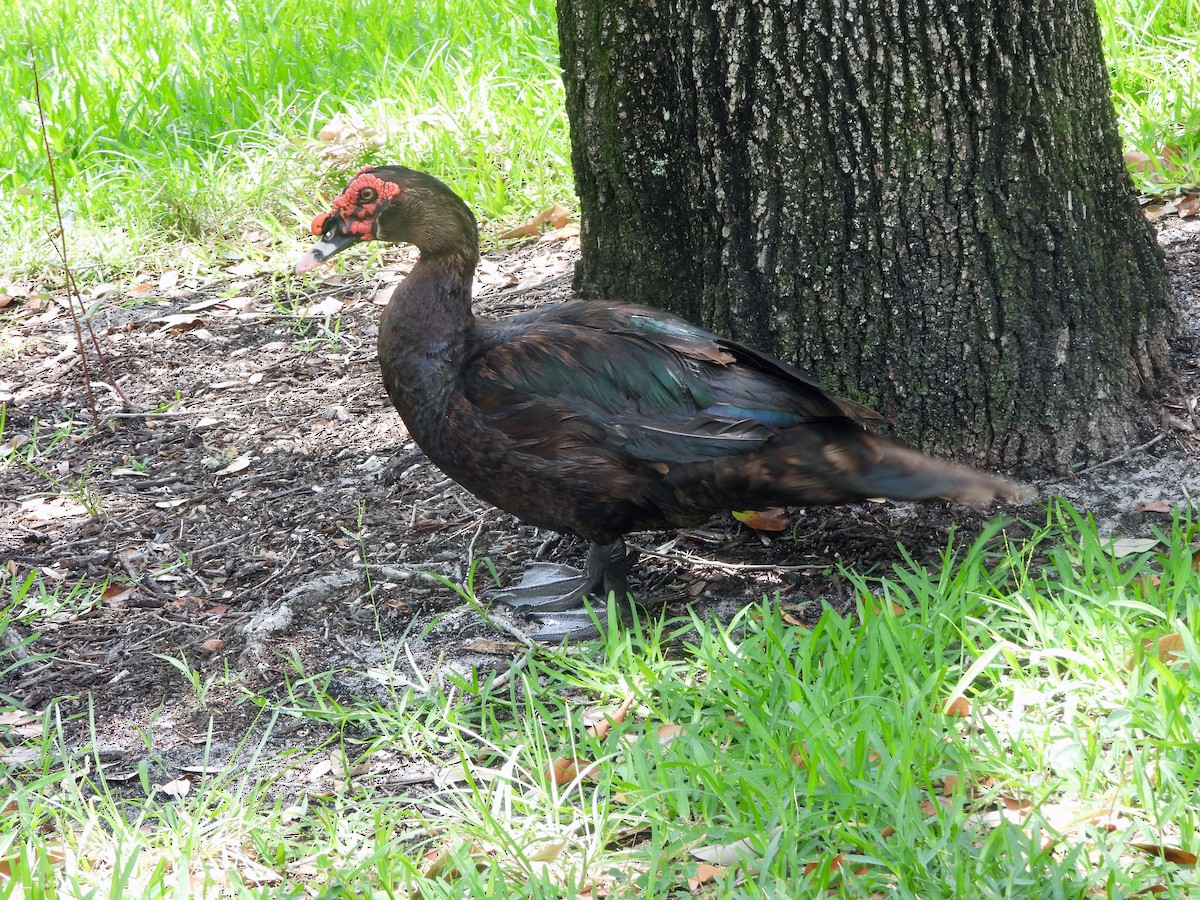 Muscovy Duck (Domestic type) - ML619313271