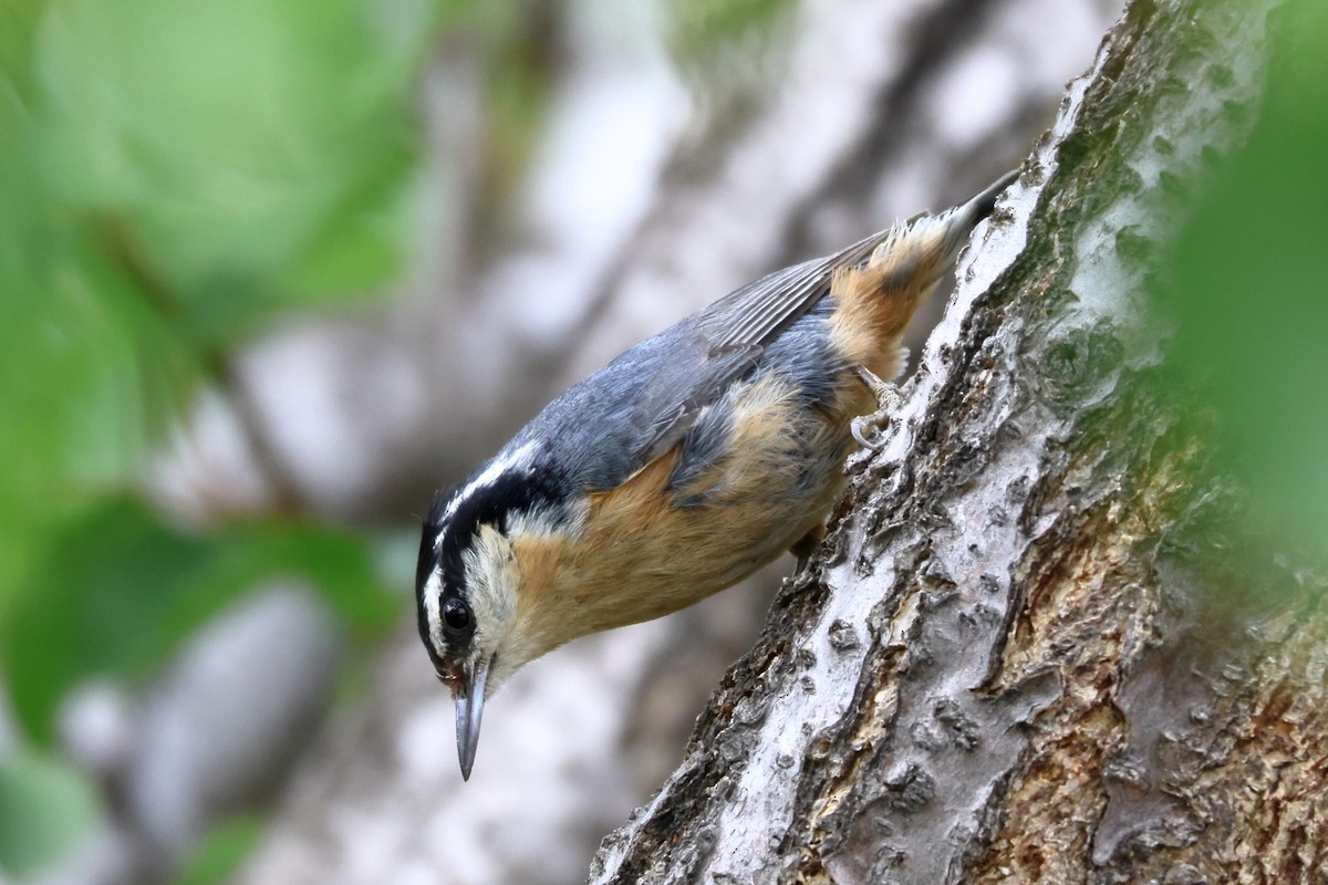 Red-breasted Nuthatch - ML619313412