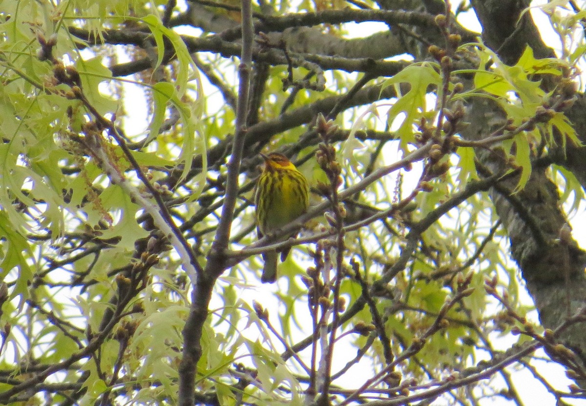 Cape May Warbler - ML619313495