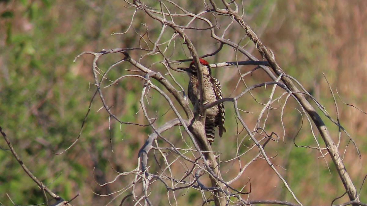 Ladder-backed Woodpecker - ML619313583