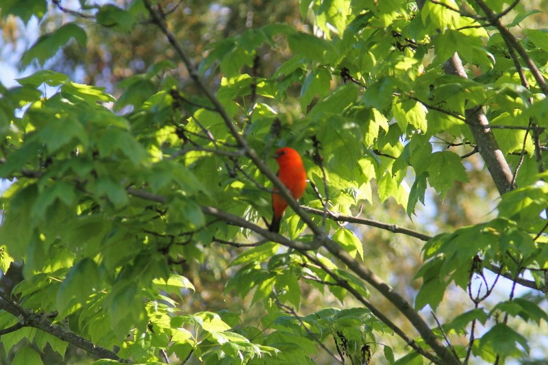 Scarlet Tanager - ML619313588