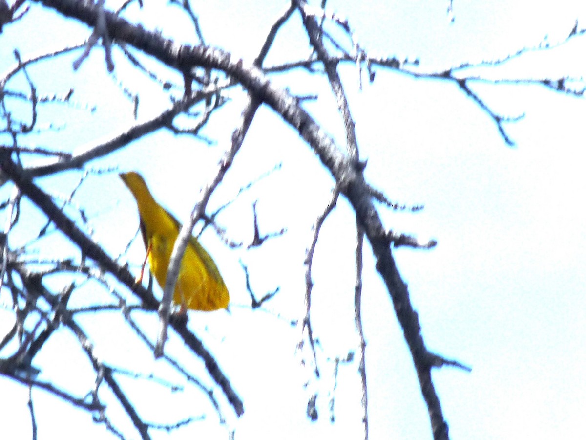 Yellow Warbler - ML619313602