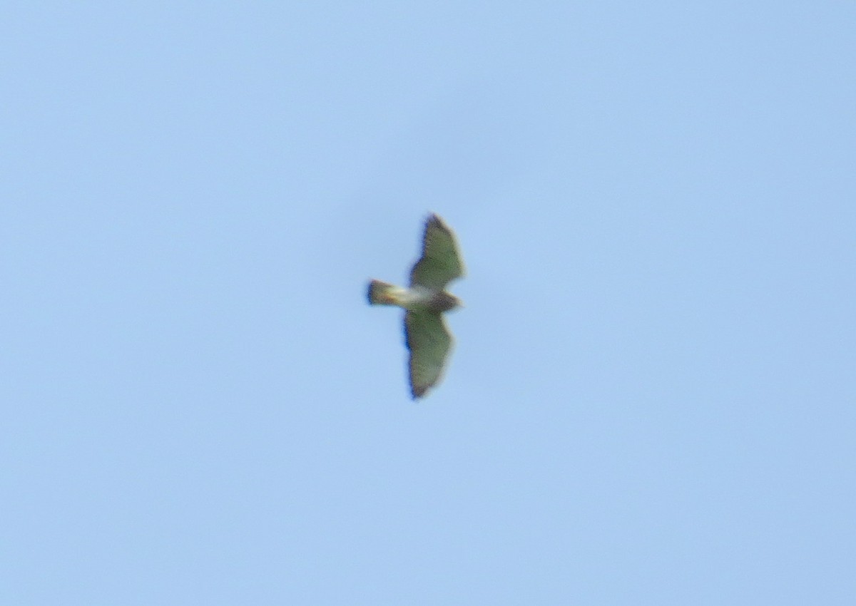 Broad-winged Hawk - ML619313653