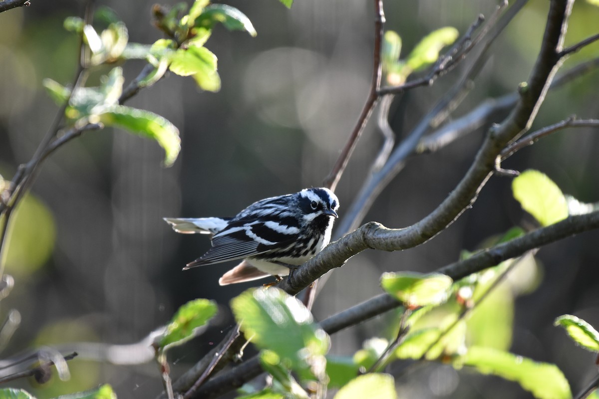 Black-and-white Warbler - ML619313667