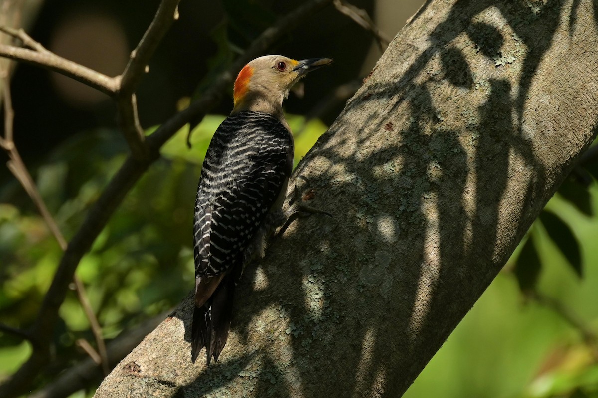Golden-fronted Woodpecker - ML619313715