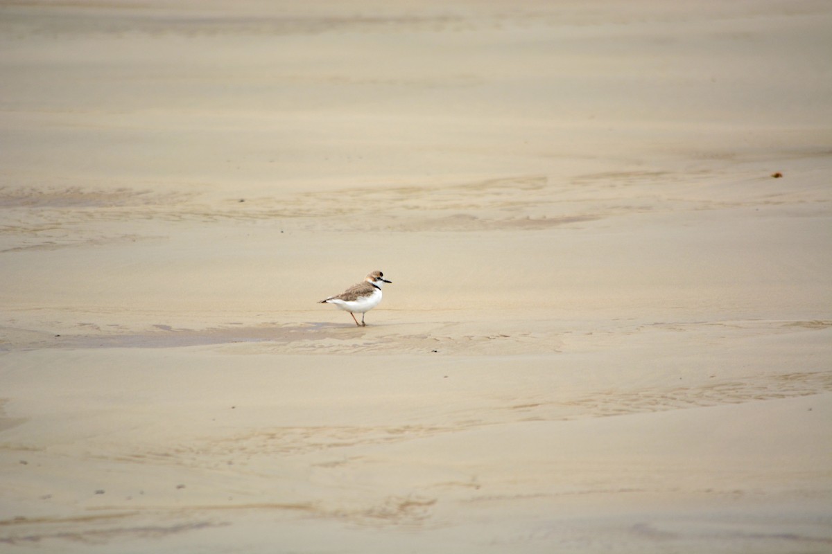 Collared Plover - ML619313737
