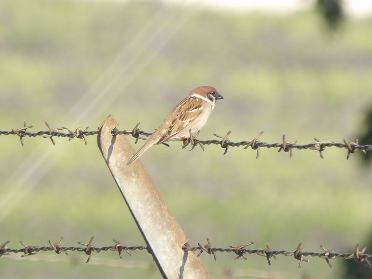 Eurasian Tree Sparrow - ML619313758