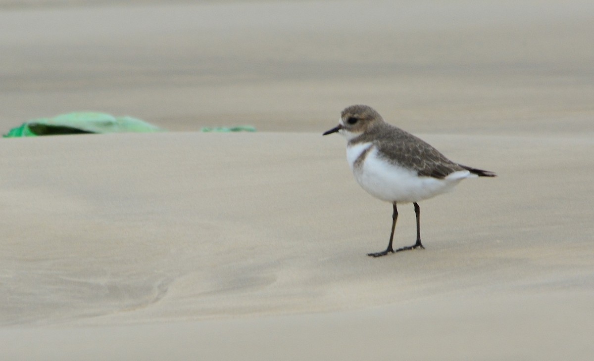 Two-banded Plover - ML619313791