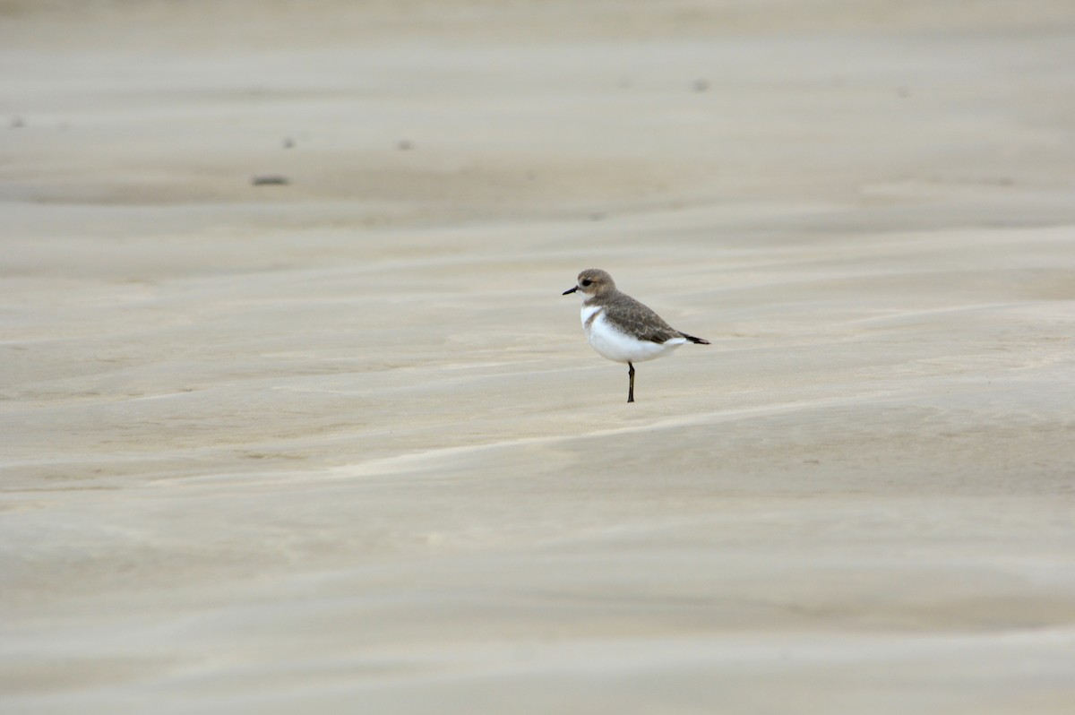 Two-banded Plover - ML619313794