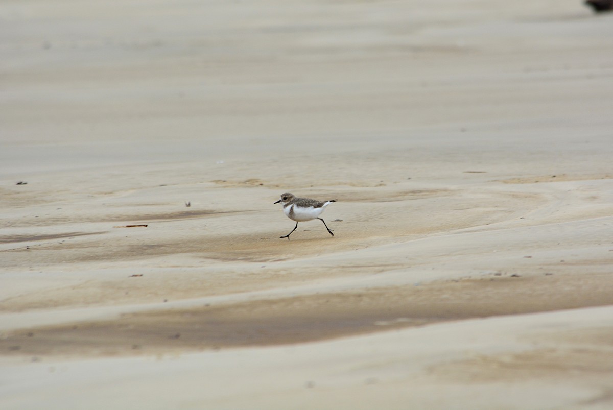Two-banded Plover - ML619313796