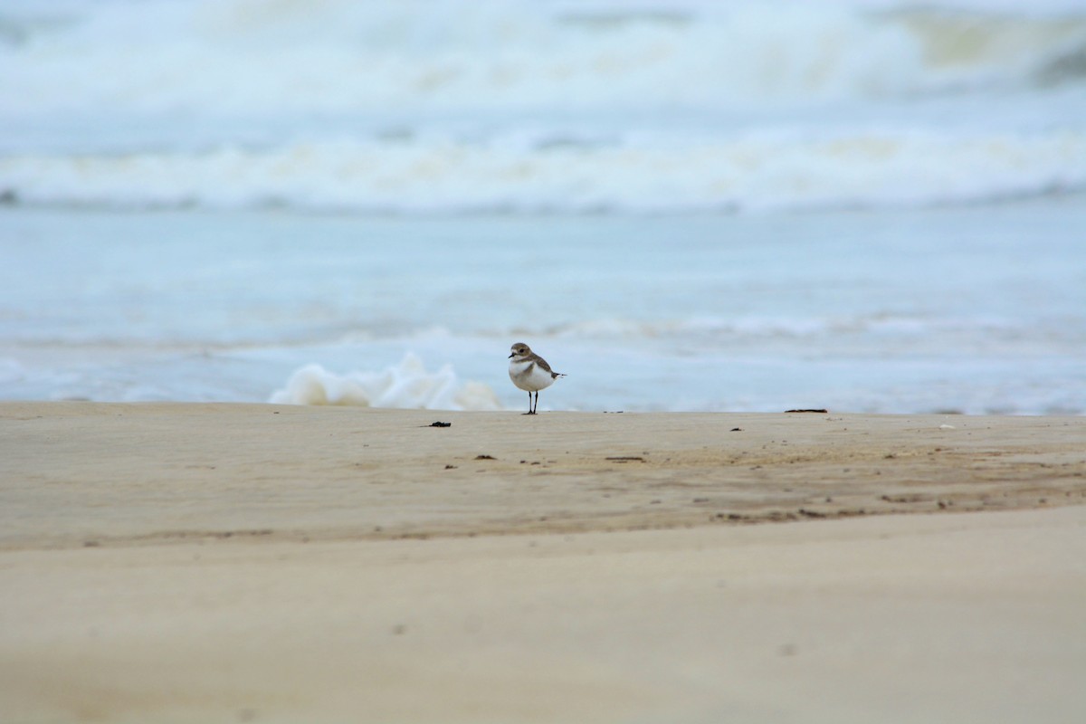 Two-banded Plover - ML619313797