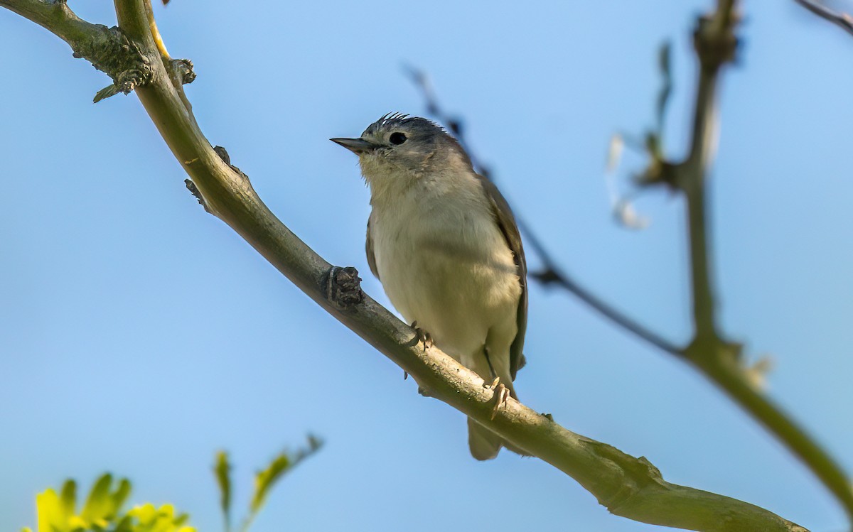 Lucy's Warbler - ML619313936