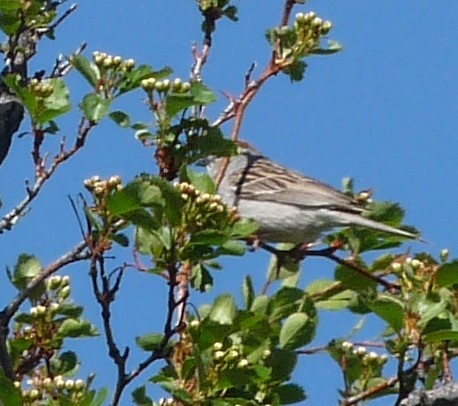 Chipping Sparrow - ML619313962