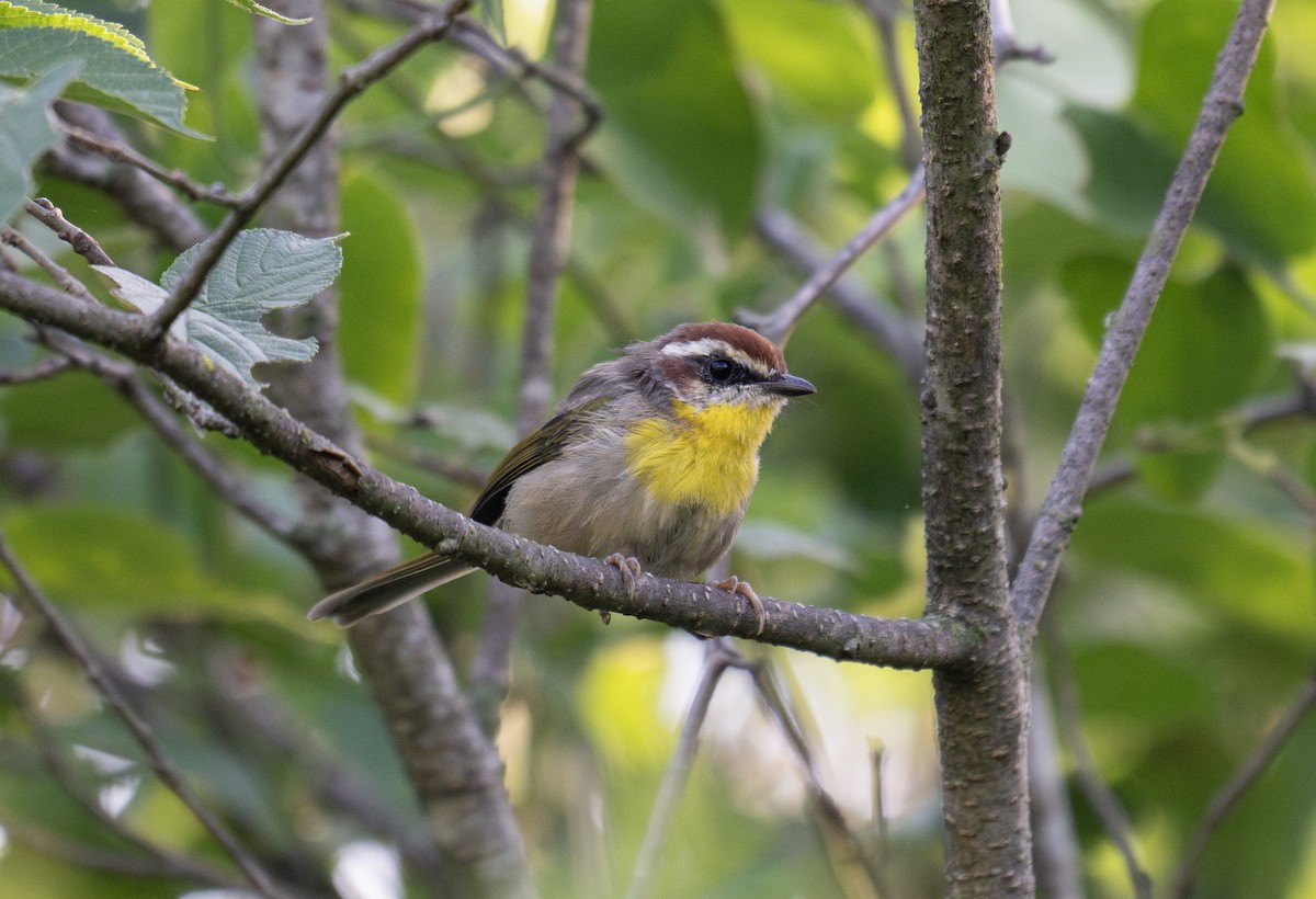 Rufous-capped Warbler - ML619314024