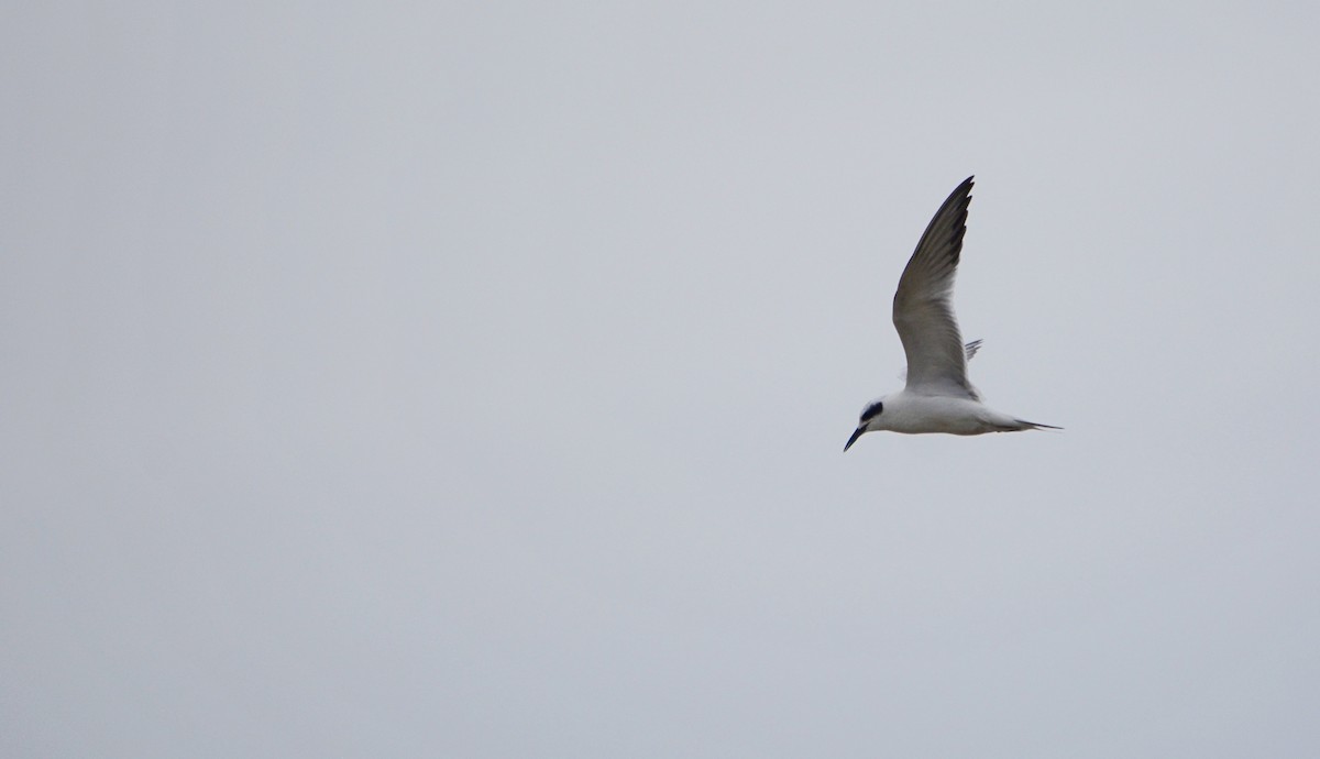 Snowy-crowned Tern - ML619314039