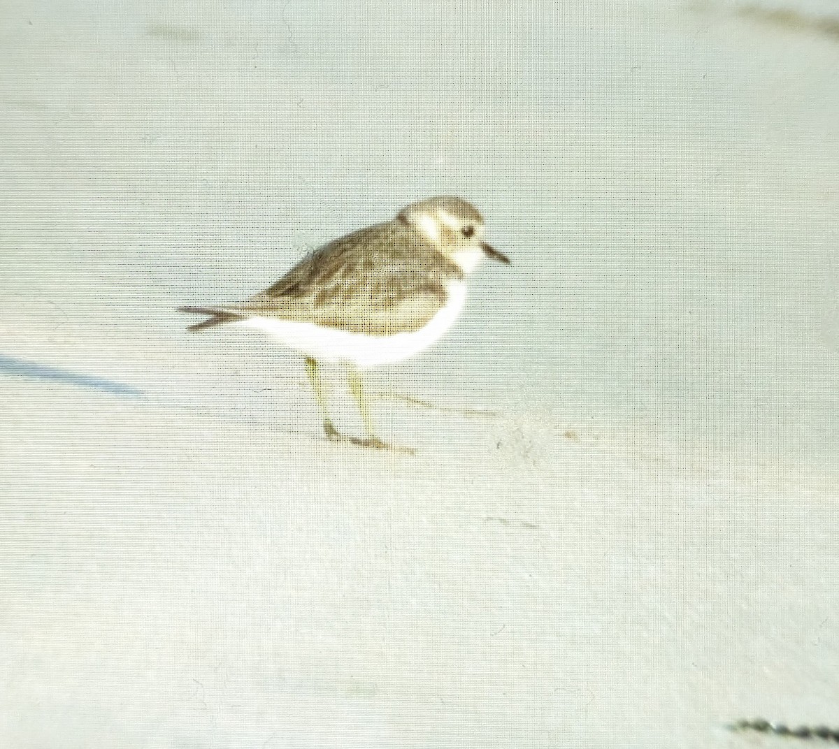 Double-banded Plover - ML619314085