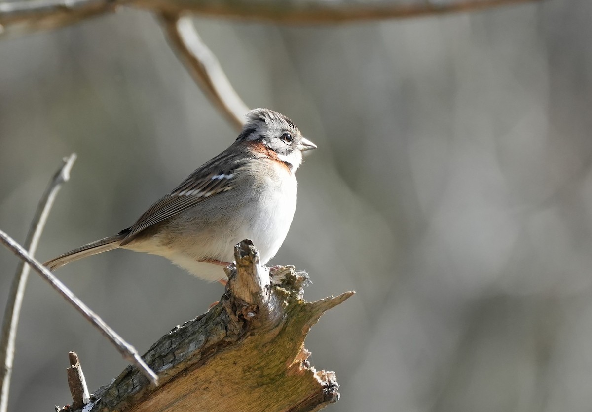 Rufous-collared Sparrow - ML619314158