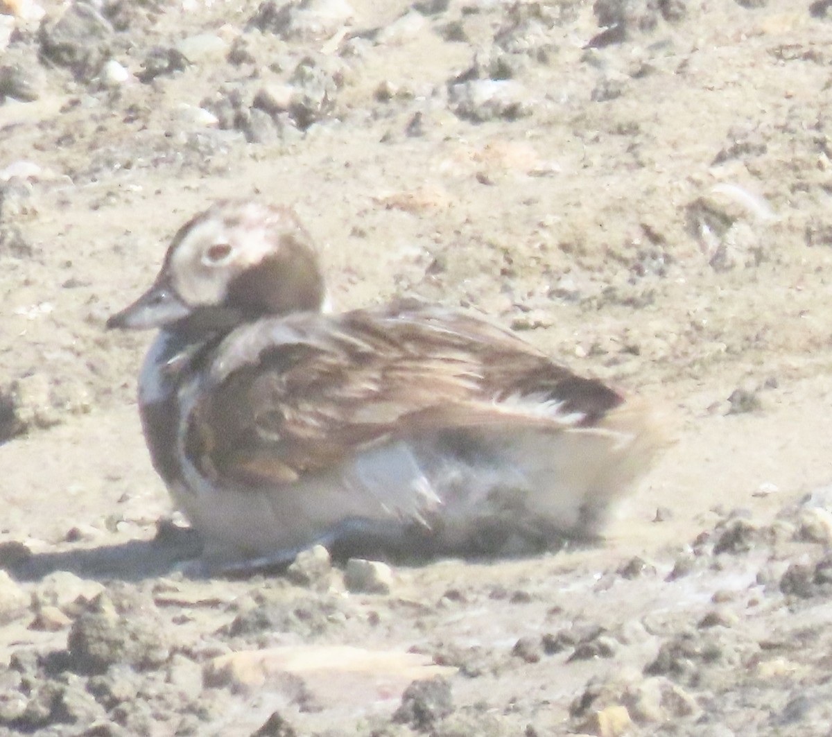 Long-tailed Duck - ML619314184