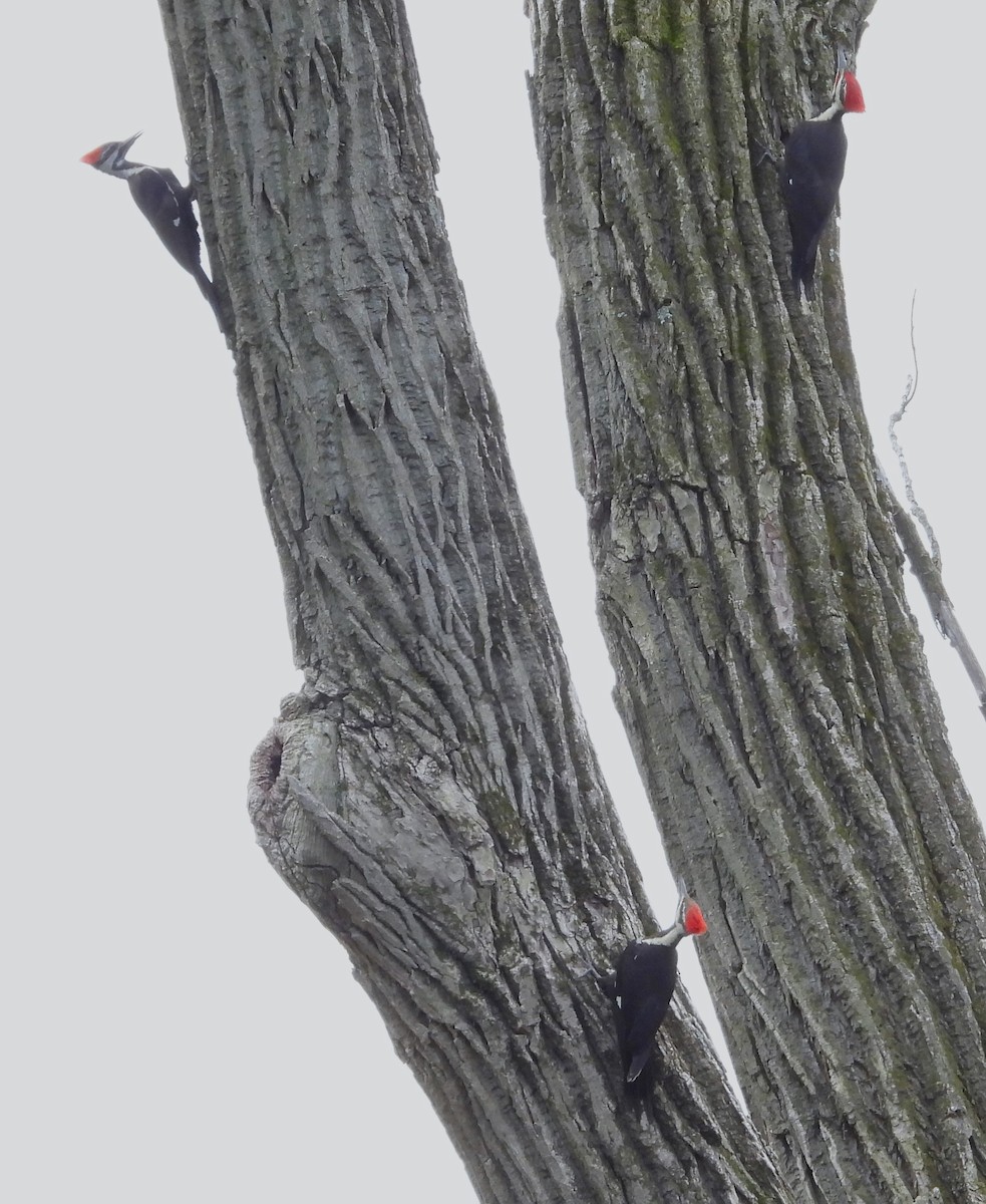 Pileated Woodpecker - ML619314192