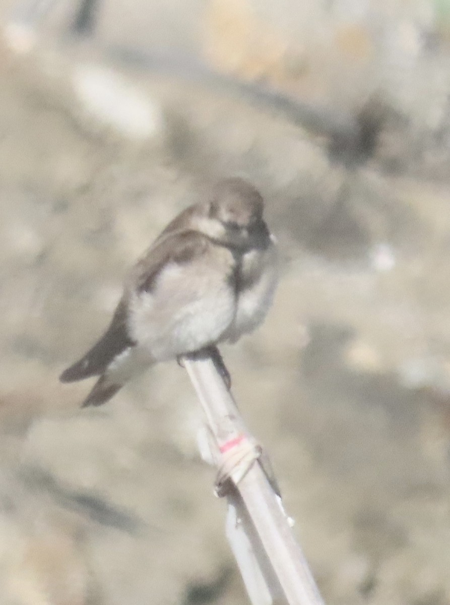 Northern Rough-winged Swallow - ML619314206