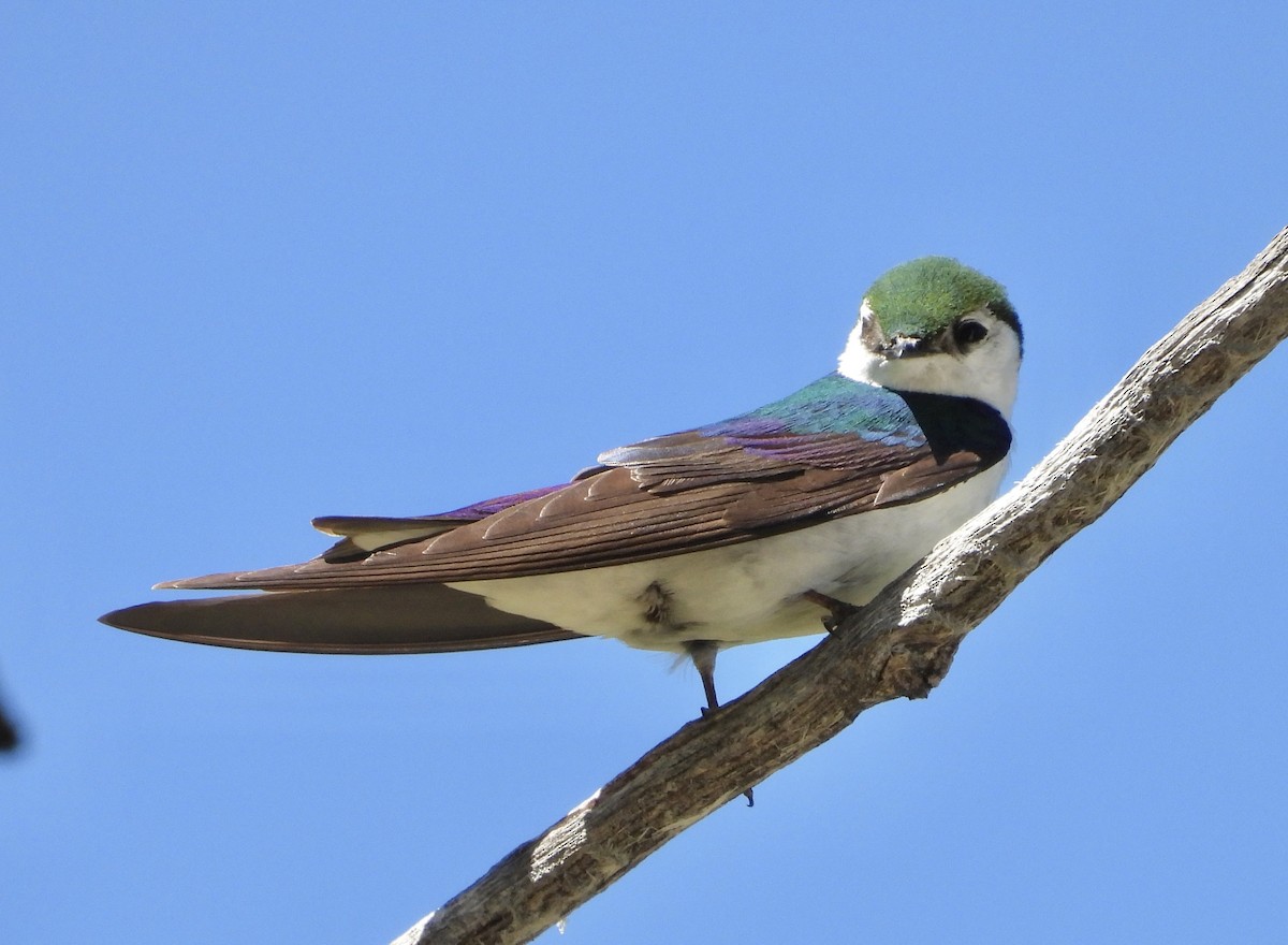 Violet-green Swallow - ML619314251