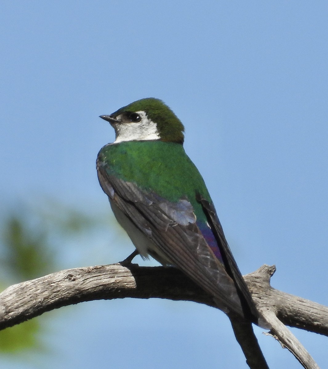 Violet-green Swallow - ML619314252