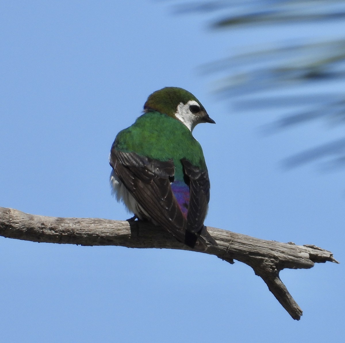 Violet-green Swallow - ML619314253
