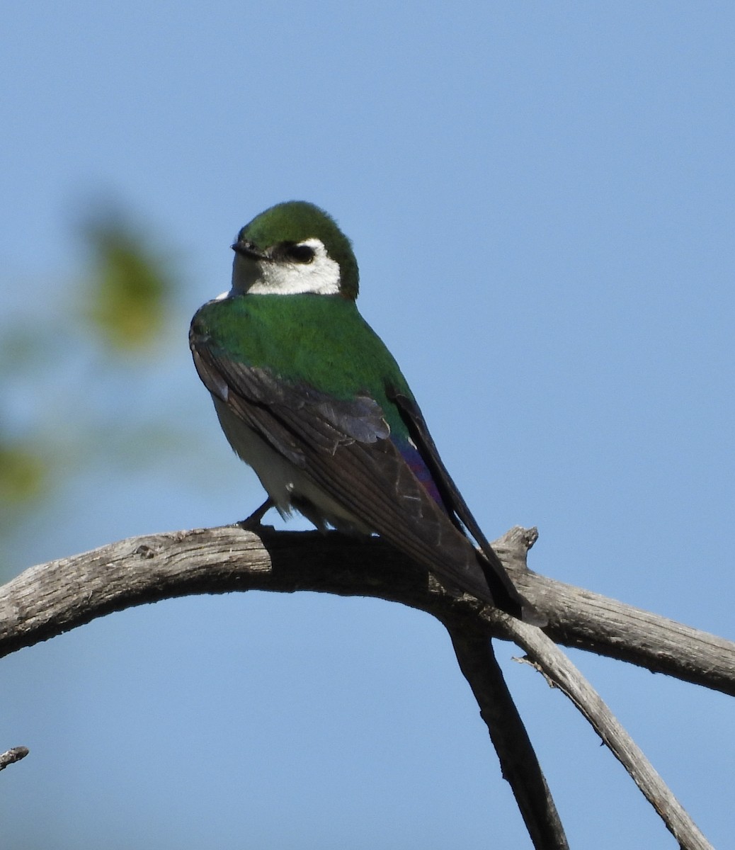 Violet-green Swallow - ML619314254