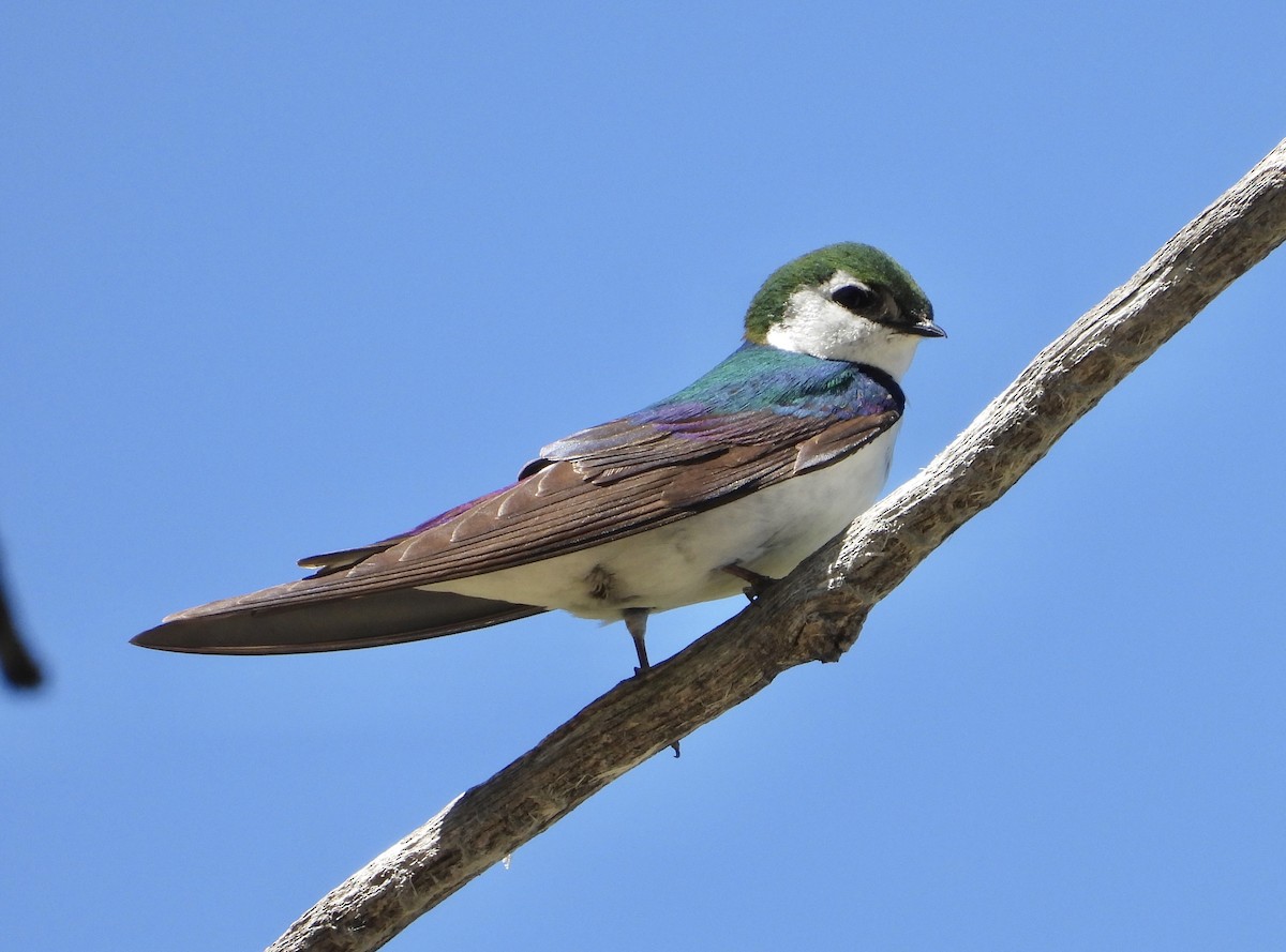 Violet-green Swallow - ML619314256