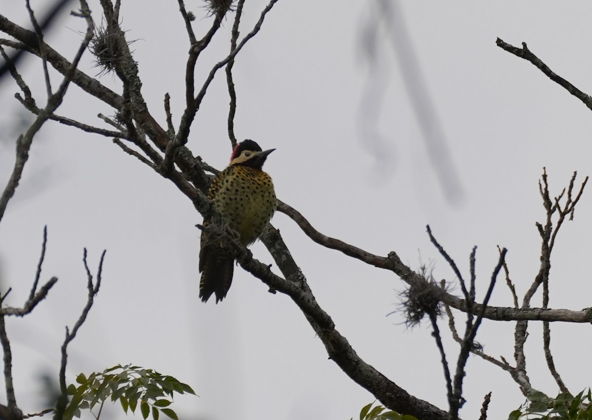 Green-barred Woodpecker - ML619314271