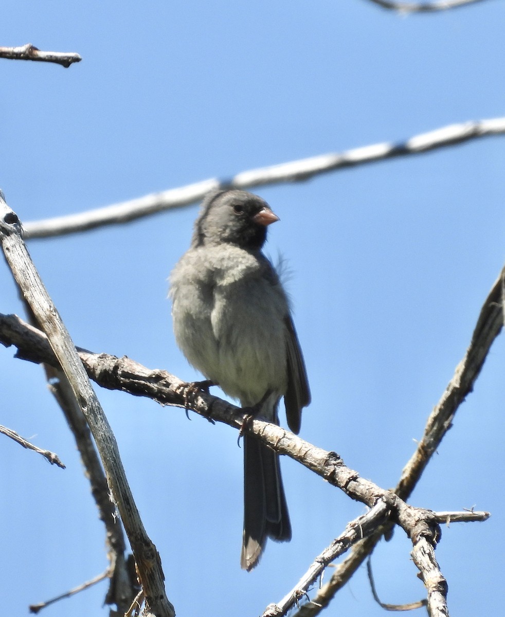Black-chinned Sparrow - ML619314306