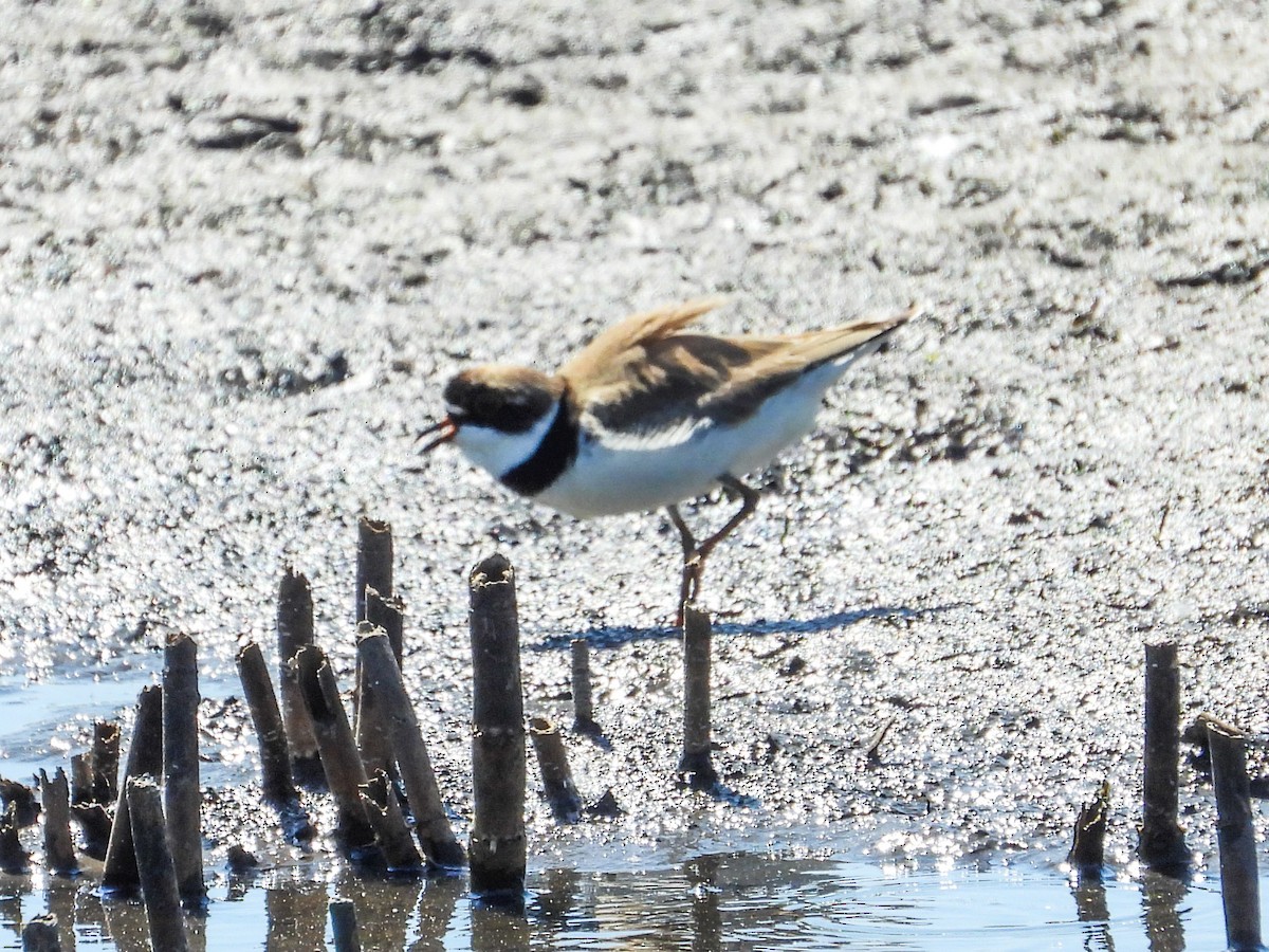Semipalmated Plover - ML619314344