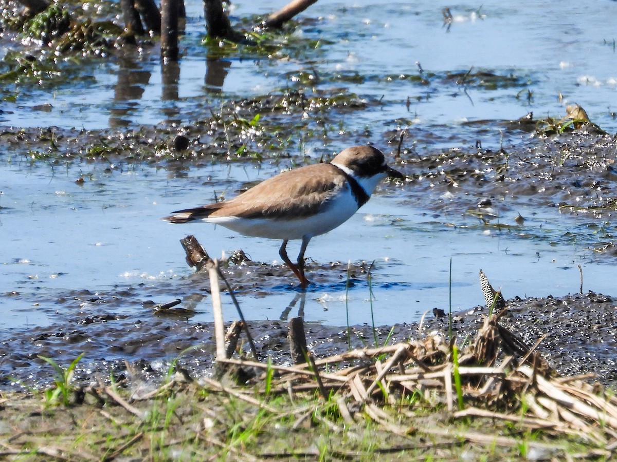 Semipalmated Plover - ML619314345